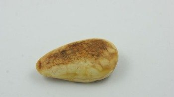 BIAŁO ZŁOTY KABOSZON BURSZTYN RĘCZNIE POLEROWANY