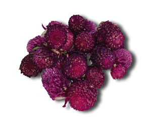 Suszone kwiaty gomfrena kulista