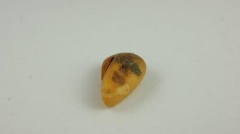 bursztyn bałtycki pomarańczowy antyk naturalny