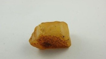bursztyn bałtycki żółty niemodyfikowany muzealny 33,0 g