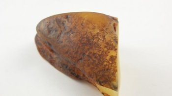 bursztyn bałtycki kolekcjonerski olbrzymi natura 164,7 g