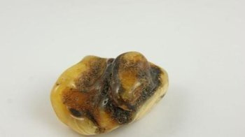 bursztyn bałtycki kolorowy półprodukt naturalny