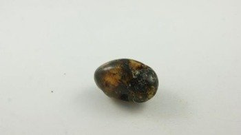 bursztyn bałtycki kształt fasoli otwory polerowany 6,3 g