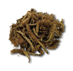 KIEŁKI SOSNY SUSZONE KWIATY