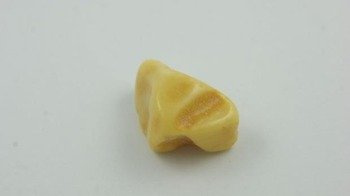 KSZTAŁT ZĄB REKINA BURSZTYN BAŁTYCKI POLEROWANY